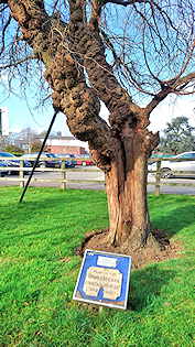 Tree with plaques