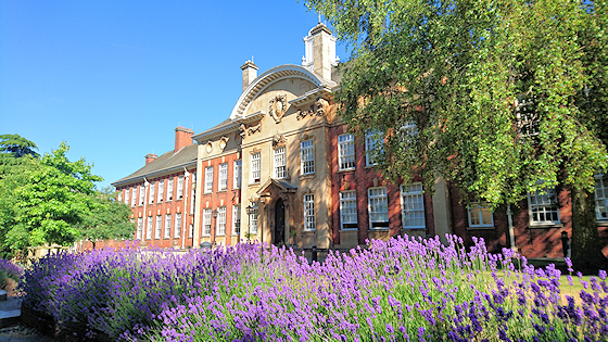 Lavender outside Maidwell on a sunny morning
