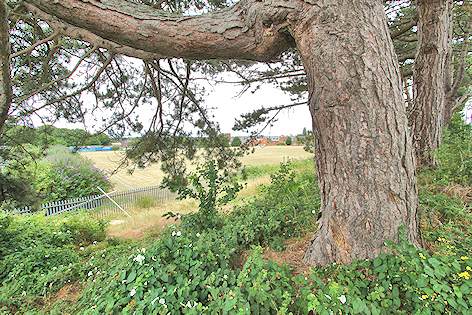 Old tree and vegetation at the back of Avenue